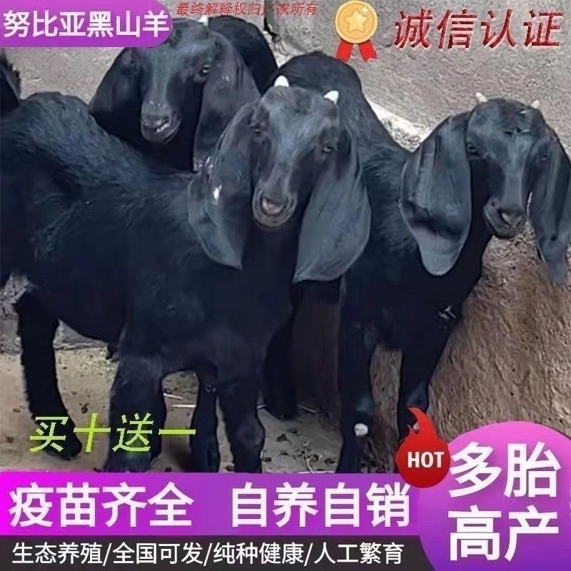 黑山羊