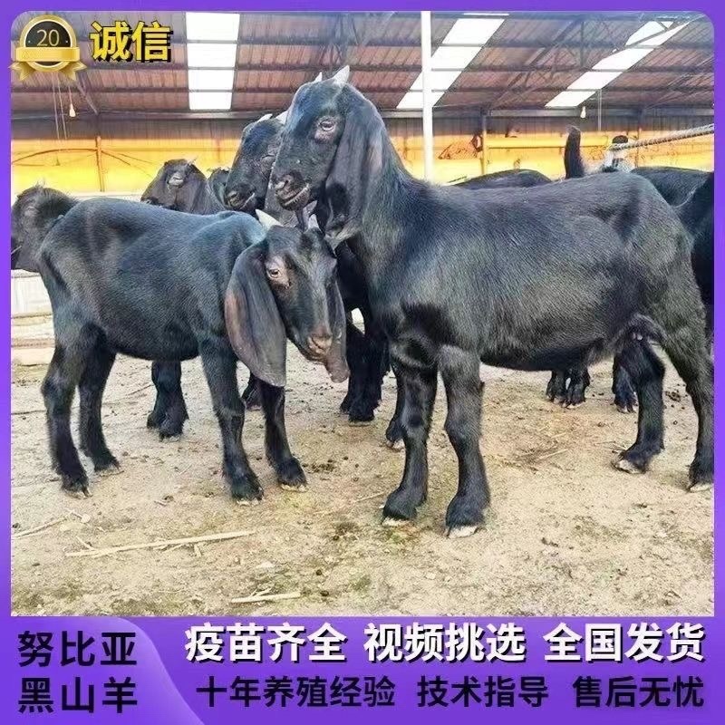 黑山羊