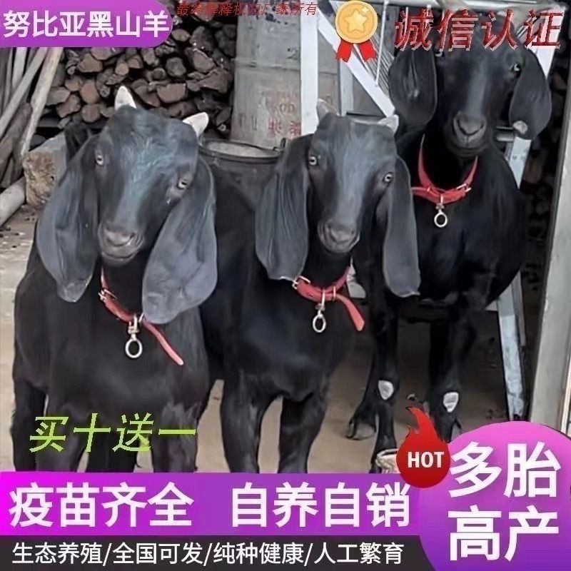 黑山羊