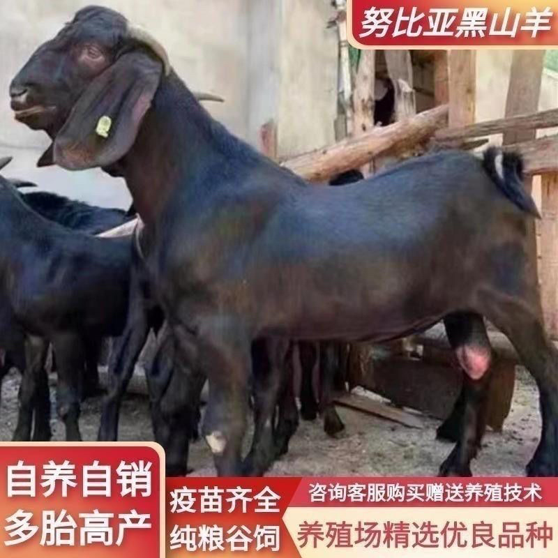 黑山羊