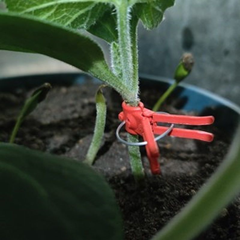 嫁接夹子西瓜茄子黄瓜蟹爪兰嫁接专用嫁接夹子平口圆口蔬菜