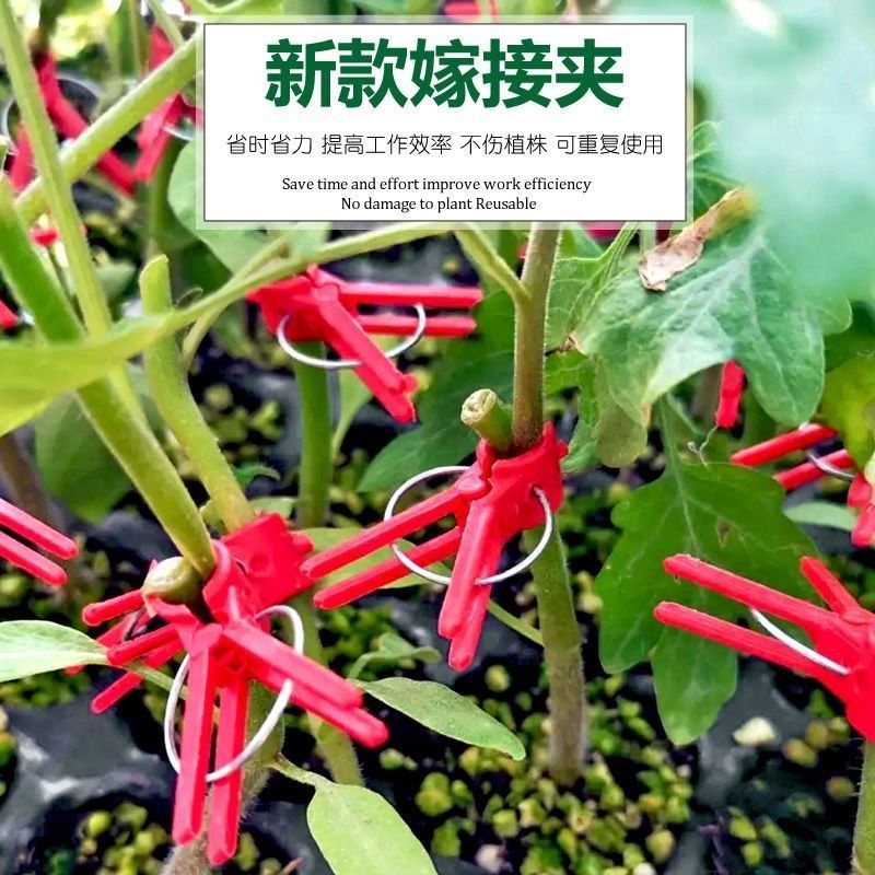 嫁接夹子西瓜茄子黄瓜蟹爪兰嫁接专用嫁接夹子平口圆口蔬菜