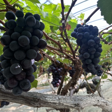 夏黑纯甜无酸味无籽，基地直供适合电商零卖