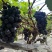 夏黑纯甜无酸味无籽，基地直供适合电商零卖