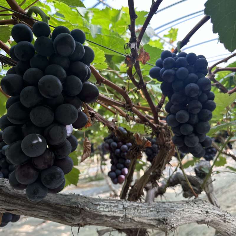 夏黑纯甜无酸味无籽，基地直供适合电商零卖