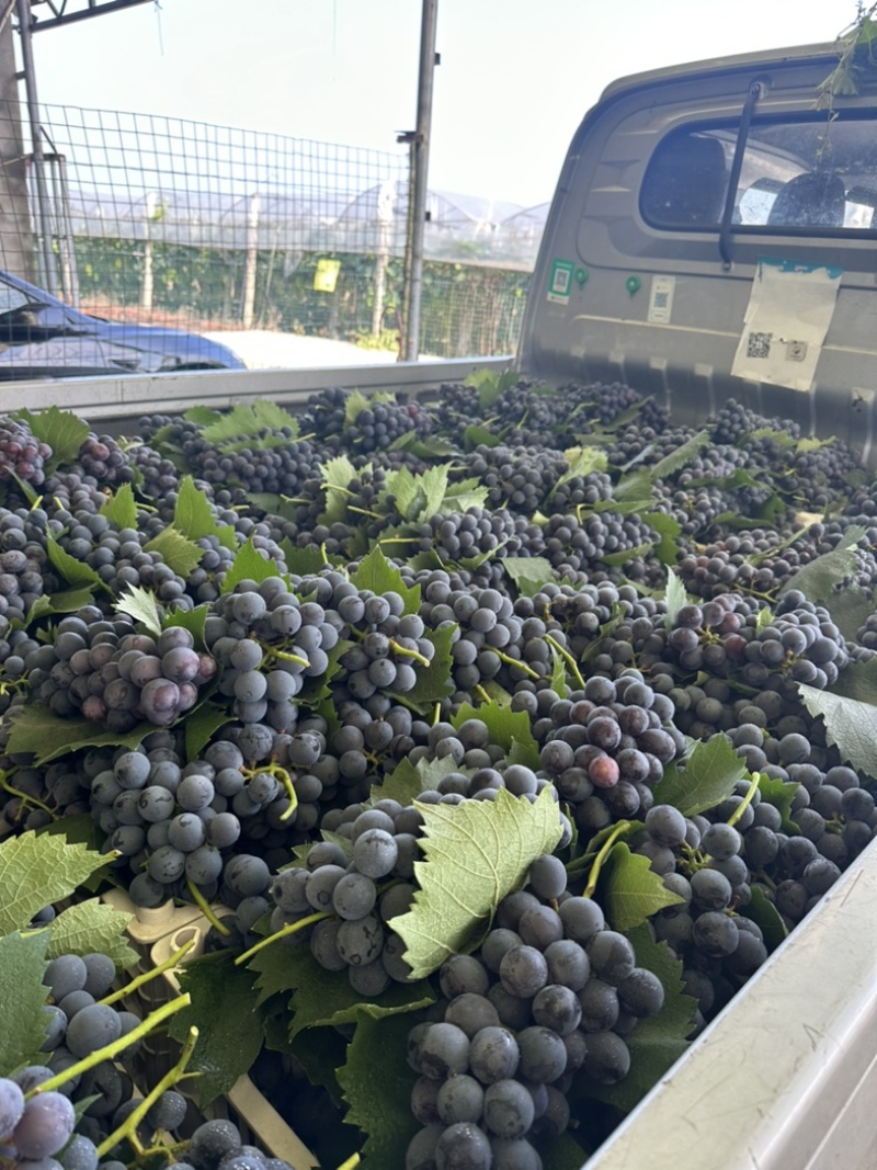 夏黑纯甜无酸味无籽，基地直供适合电商零卖