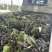 夏黑纯甜无酸味无籽，基地直供适合电商零卖