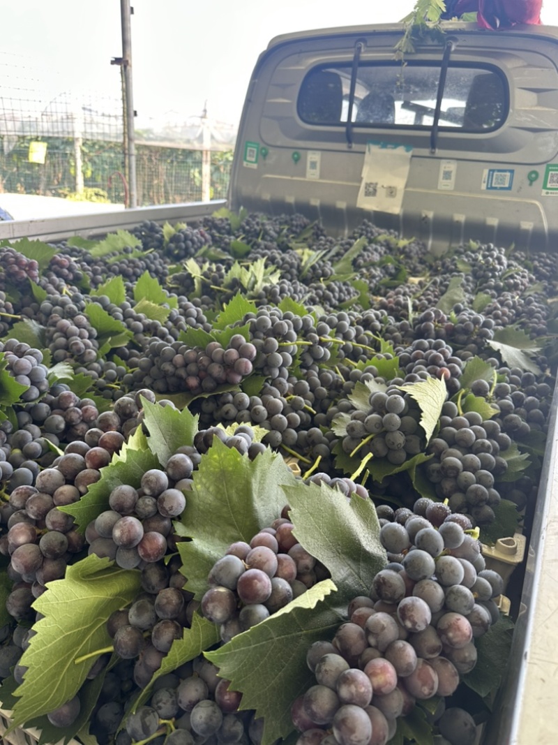 夏黑纯甜无酸味无籽，基地直供适合电商零卖