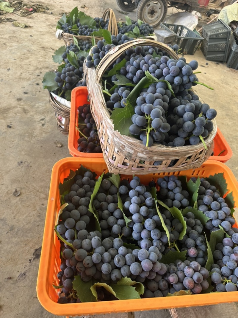 夏黑纯甜无酸味无籽，基地直供适合电商零卖