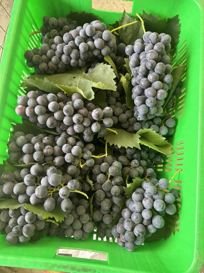 夏黑纯甜无酸味无籽，基地直供适合电商零卖