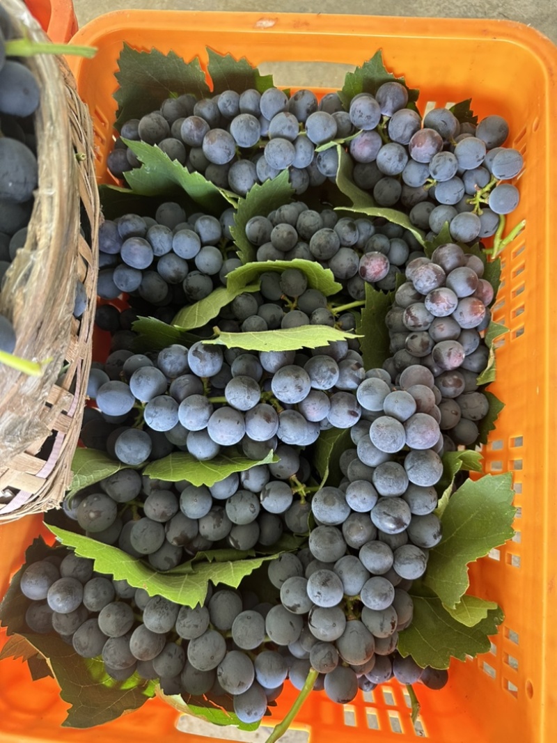 夏黑纯甜无酸味无籽，基地直供适合电商零卖