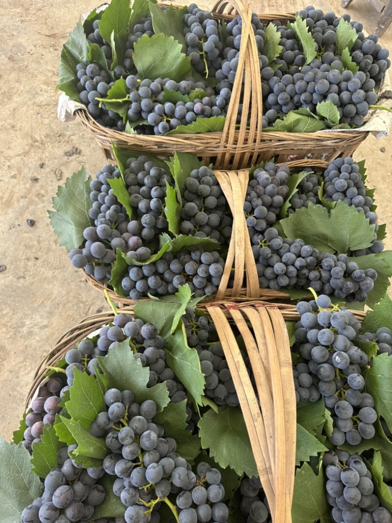夏黑纯甜无酸味无籽，基地直供适合电商零卖