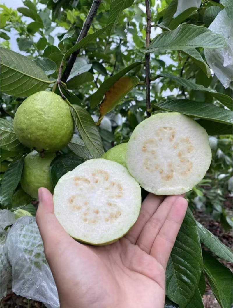 番石榴红心，白心，产地直发，质量保证，新鲜采摘。