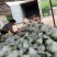 番石榴红心，白心，产地直发，质量保证，新鲜采摘。
