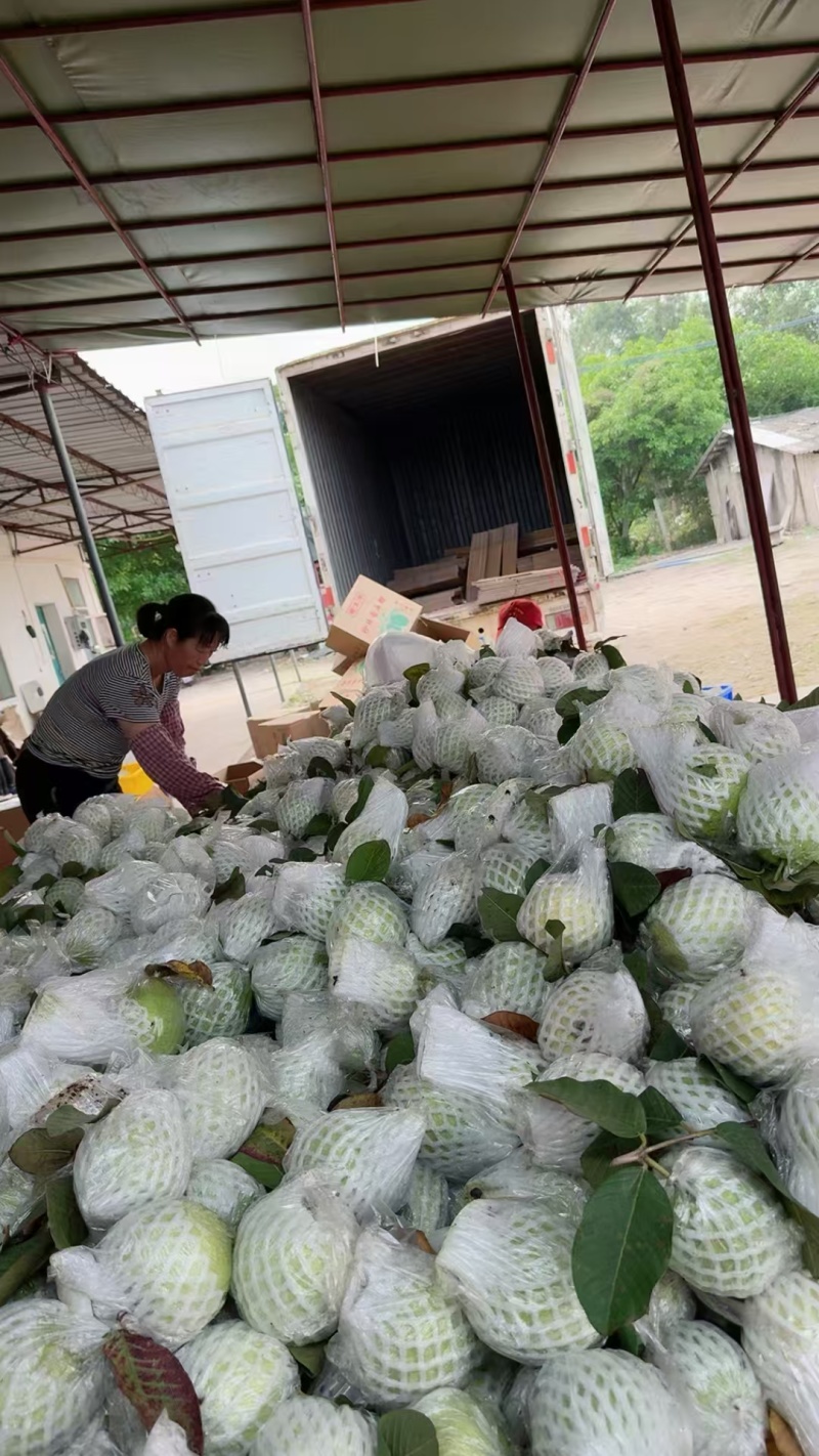 番石榴红心，白心，产地直发，质量保证，新鲜采摘。