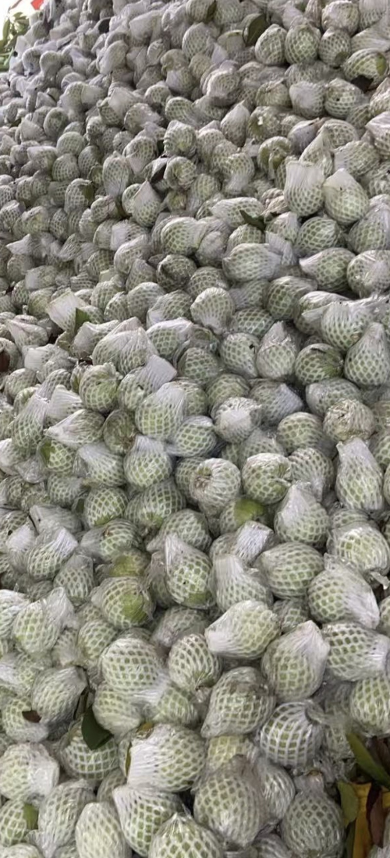 番石榴红心，白心，产地直发，质量保证，新鲜采摘。