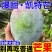 攀枝花凯特芒大量上市支持电商一件代发整车走货