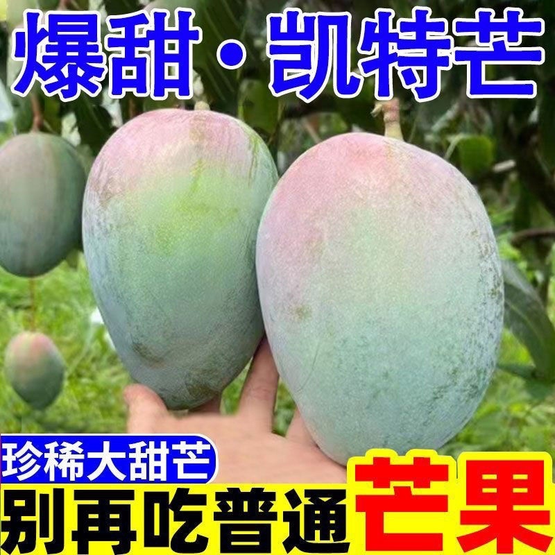 攀枝花凯特芒大量上市支持电商一件代发整车走货