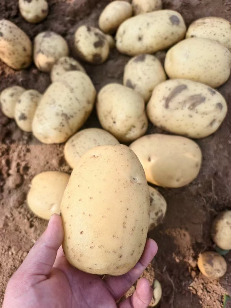 河南土豆产地一手货源大量现货品种齐全欢迎随时联系