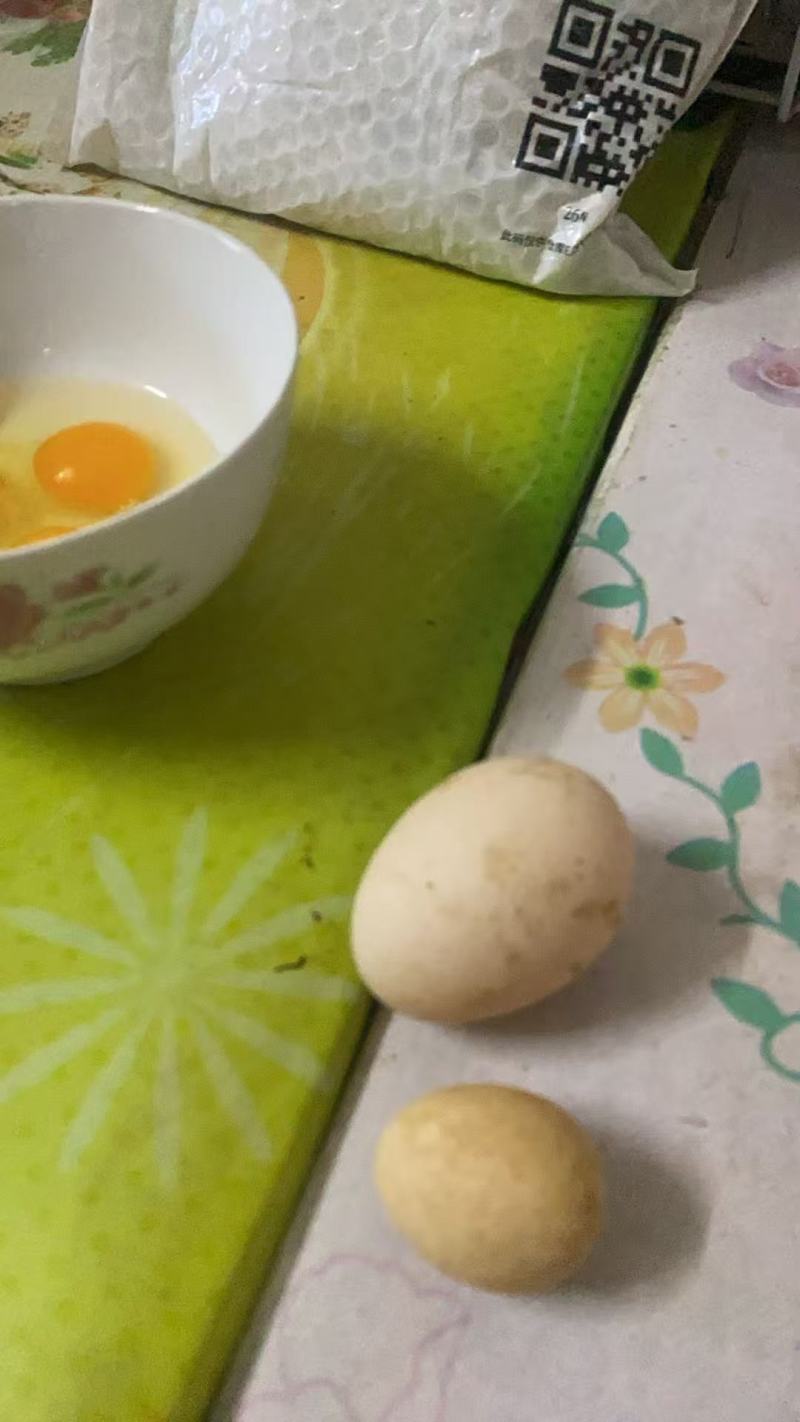 散养土鸡蛋初生蛋大量供应品质上乘欢迎下单品尝价格优