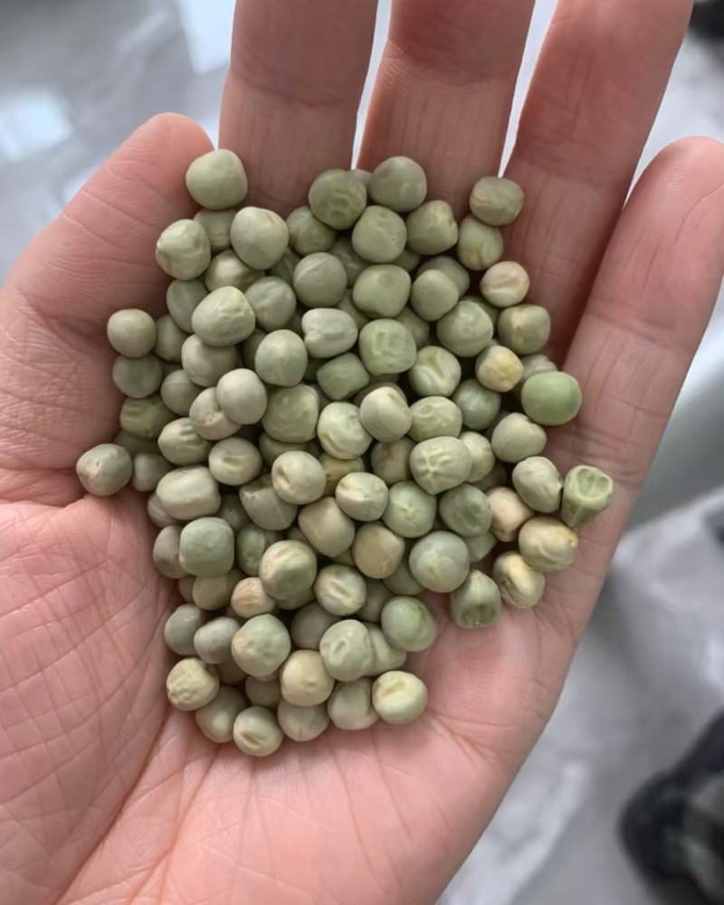 精品绿豌豆干豆大量供应，品质保证，可视频看货