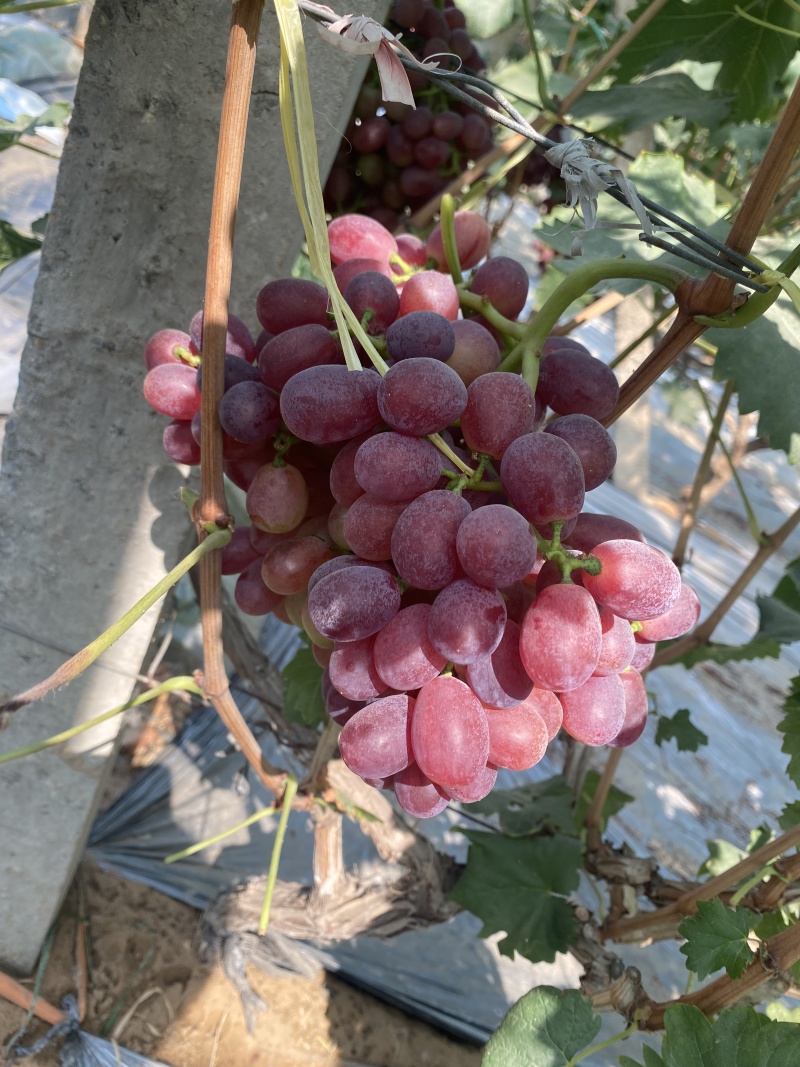 山东葡萄/红提/巨盛一号/供应市场电商团购/产地现摘直发