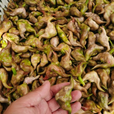湖北省仙桃市菱角，刚大量上市，嫩菱角，抢客户优选