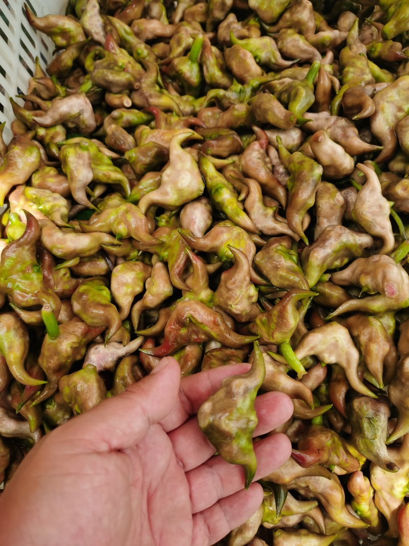 湖北省仙桃市菱角，刚大量上市，嫩菱角，抢客户优选