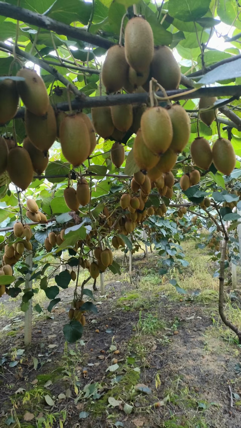 猕猴桃米良一号大量上市产地直发量大从优欢迎咨询
