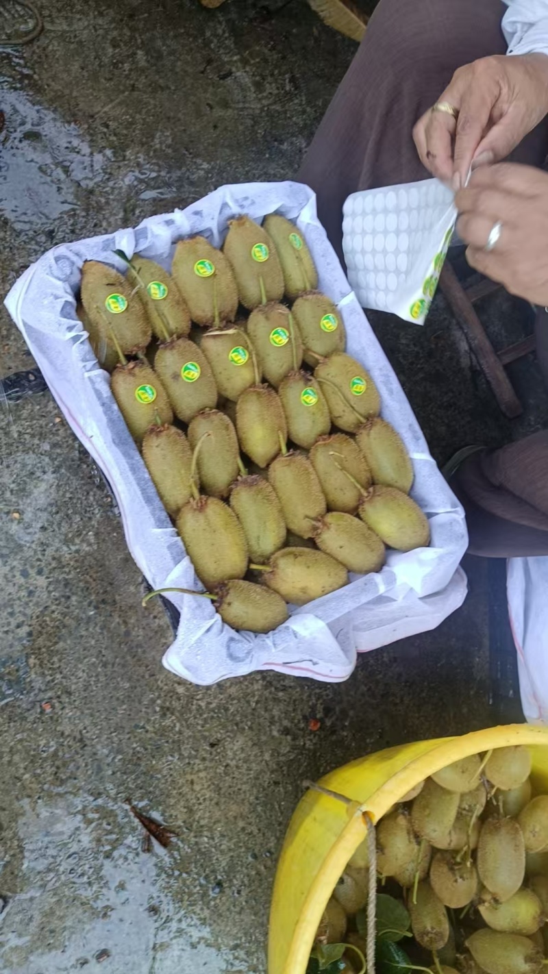 米粮一号猕猴桃，直供市场电商团购