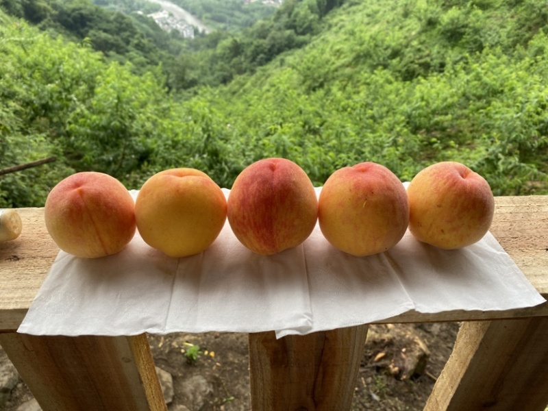 西岭雪山生态种植黄桃，友黄黄桃品种，优惠价批发