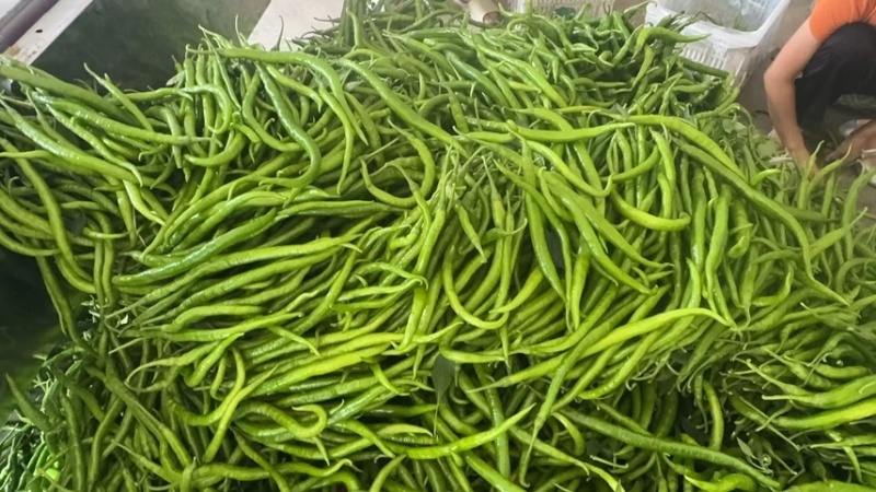 【推荐】精品线椒/基地直发/对接商超批发市场/欢迎咨询