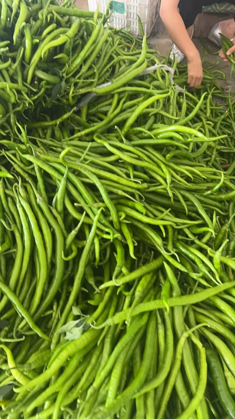 【推荐】精品线椒/基地直发/对接商超批发市场/欢迎咨询