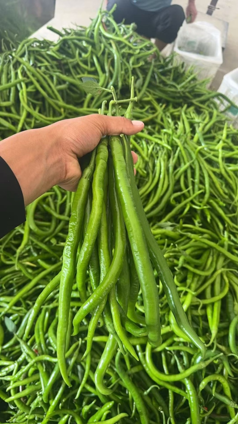 【推荐】精品线椒/基地直发/对接商超批发市场/欢迎咨询