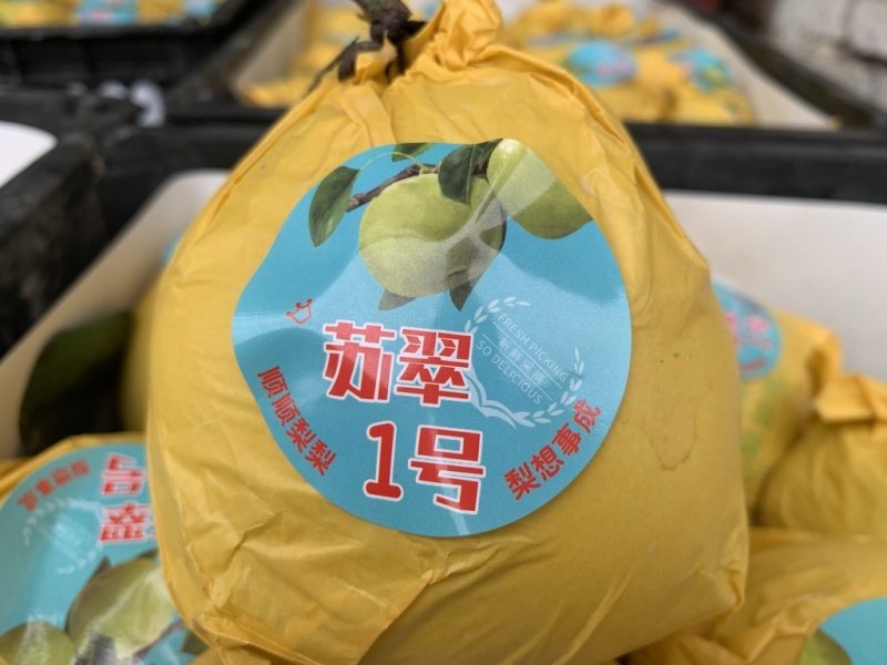 酥脆一号梨精品产地直供货源充足量大从优