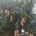 宝小宝芒果