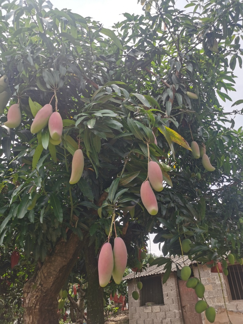 宝小宝芒果