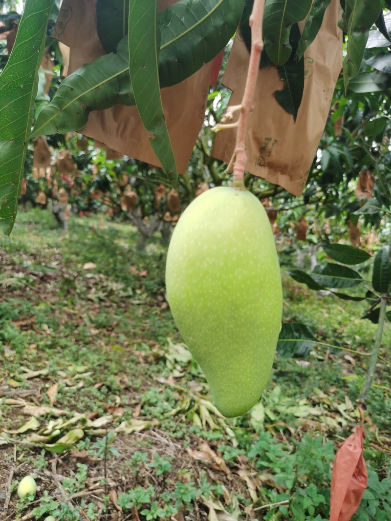 宝小宝芒果