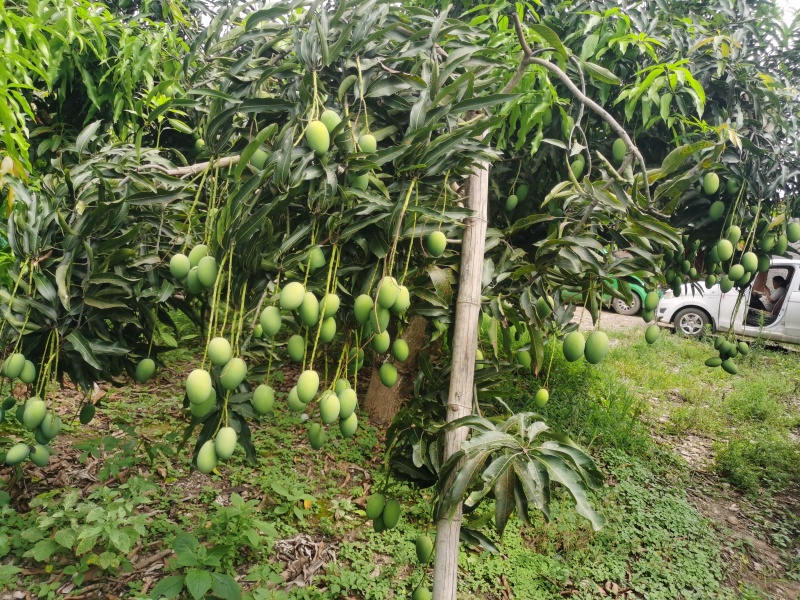 宝小宝芒果