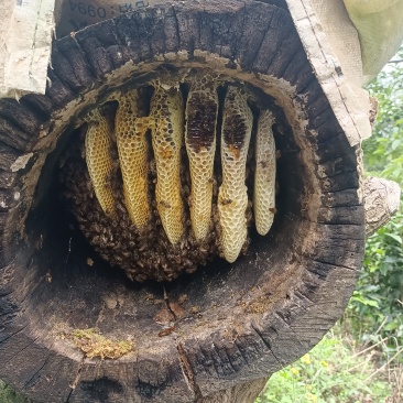 云南土蜂蜜农户散养木桶蜂蜜纯手工制作，寻找有实力的采购商