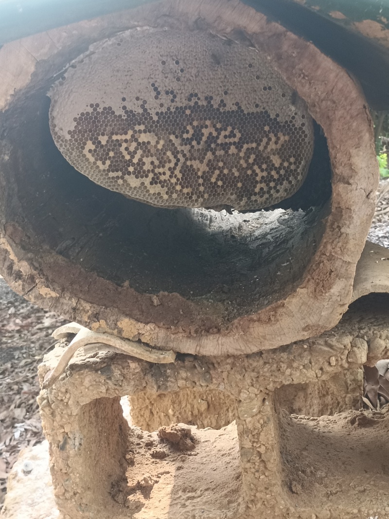 云南土蜂蜜农户散养木桶蜂蜜纯手工制作，寻找有实力的采购商