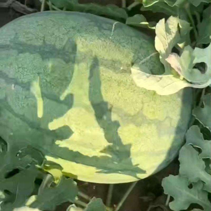 自家黄河滩头茬西瓜开园了，仔瓜
