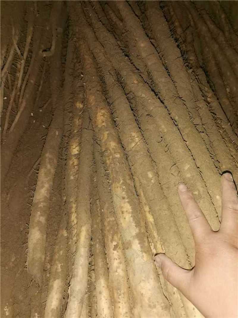 【牛】小白嘴山药整车批发河北现发对接全国品质保障