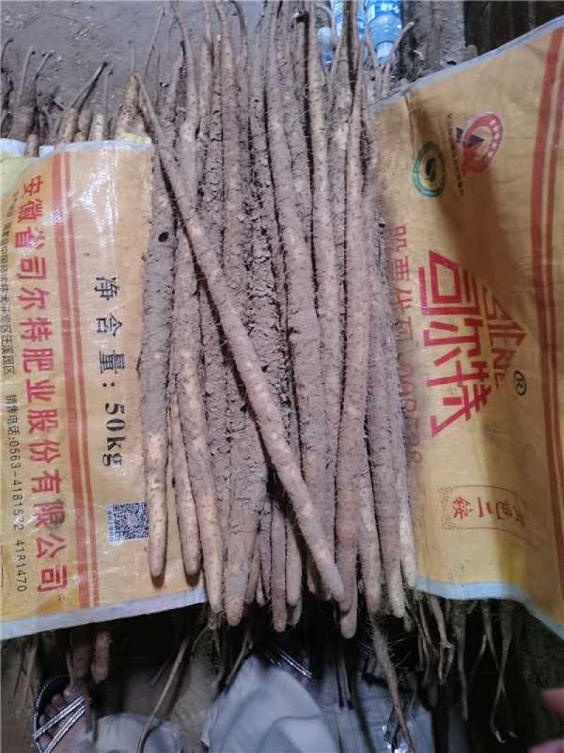 【牛】小白嘴山药整车批发河北现发对接全国品质保障