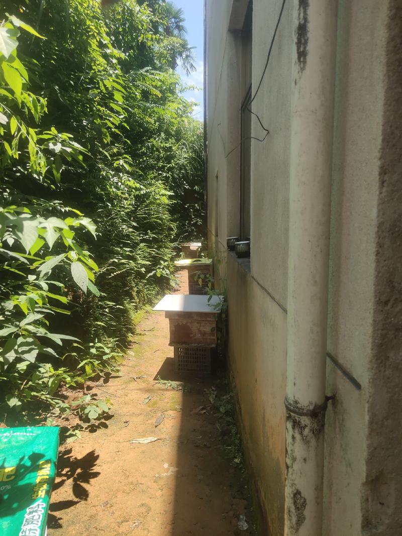 深山土蜂蜜