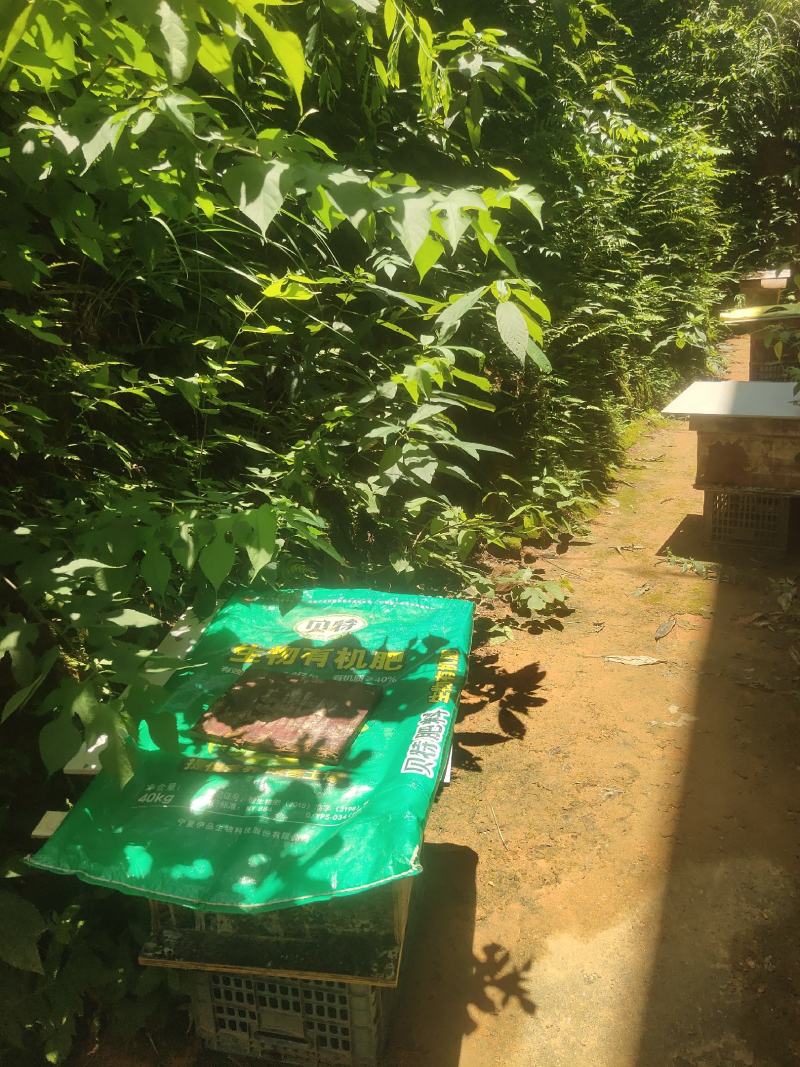 深山土蜂蜜