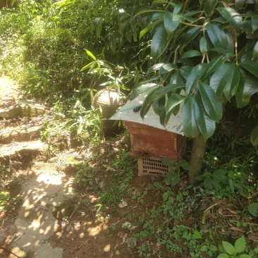 深山土蜂蜜