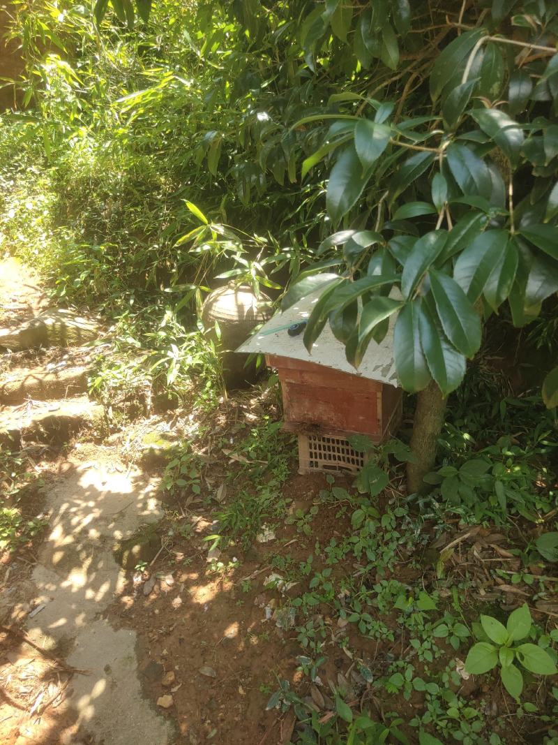 深山土蜂蜜