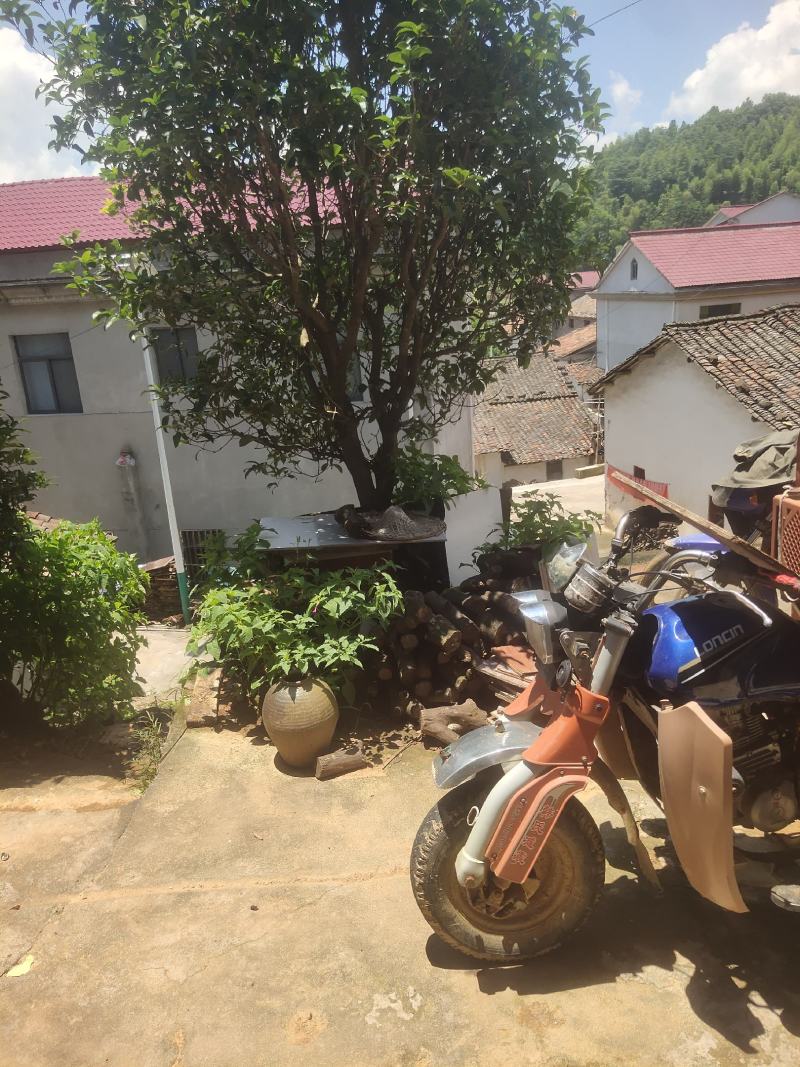 深山土蜂蜜