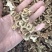 八角莲一碗水货源充足即见即所得批发零售包邮